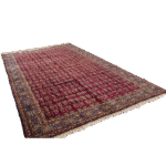 The Cypress Bloom - Image 2